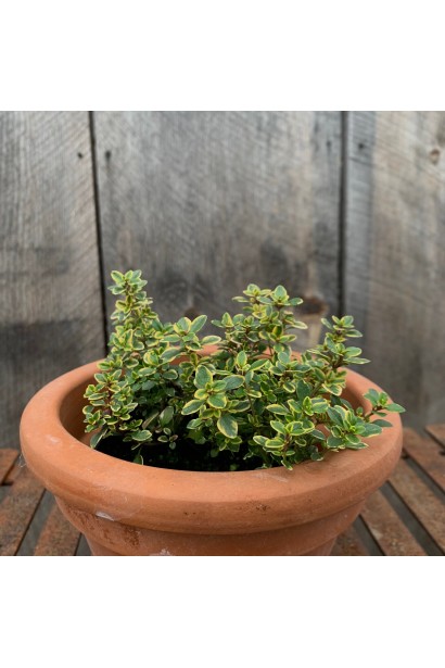 Чебрець лимонний Варієгата посадка